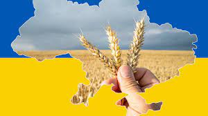 Zbiór pszenicy 2022 III klasa z atestem Do młynów, mąka pszenna, mąka razowa 18 000 ton do natychmiastowej dostawy, od września więcej dostaw samochodami (22