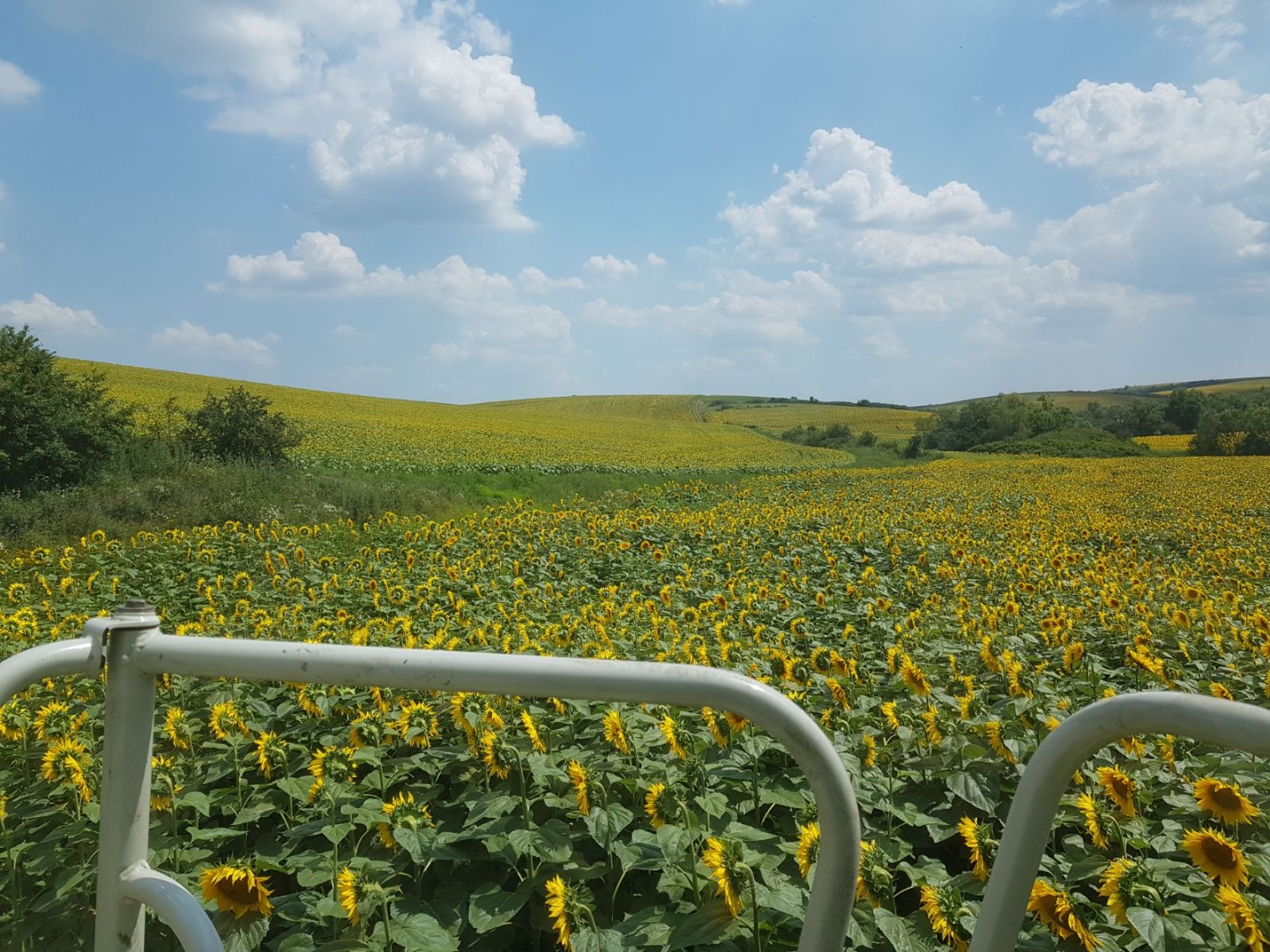 Firma organiczna z regionu Timis w Rumunii, posiadająca certyfikat Bios, sprzedaje 1200 ton certyfikowanego ekologicznego orkiszu