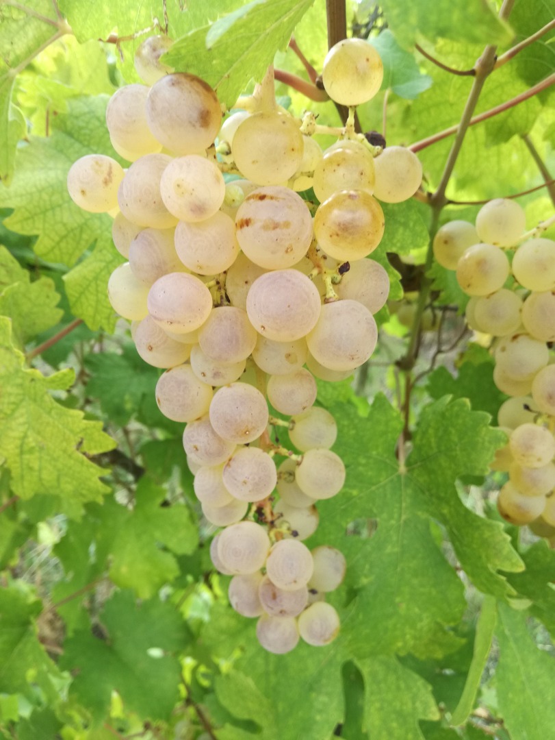 Sprzedam winogrona deserowe Saszla w hrabstwie Heves, Abasar