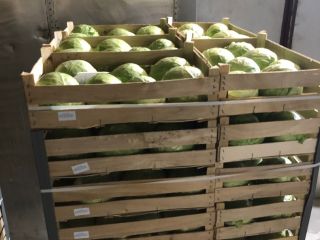 Oferujemy kapustę białą pakowaną w kartony 900 kg. 24