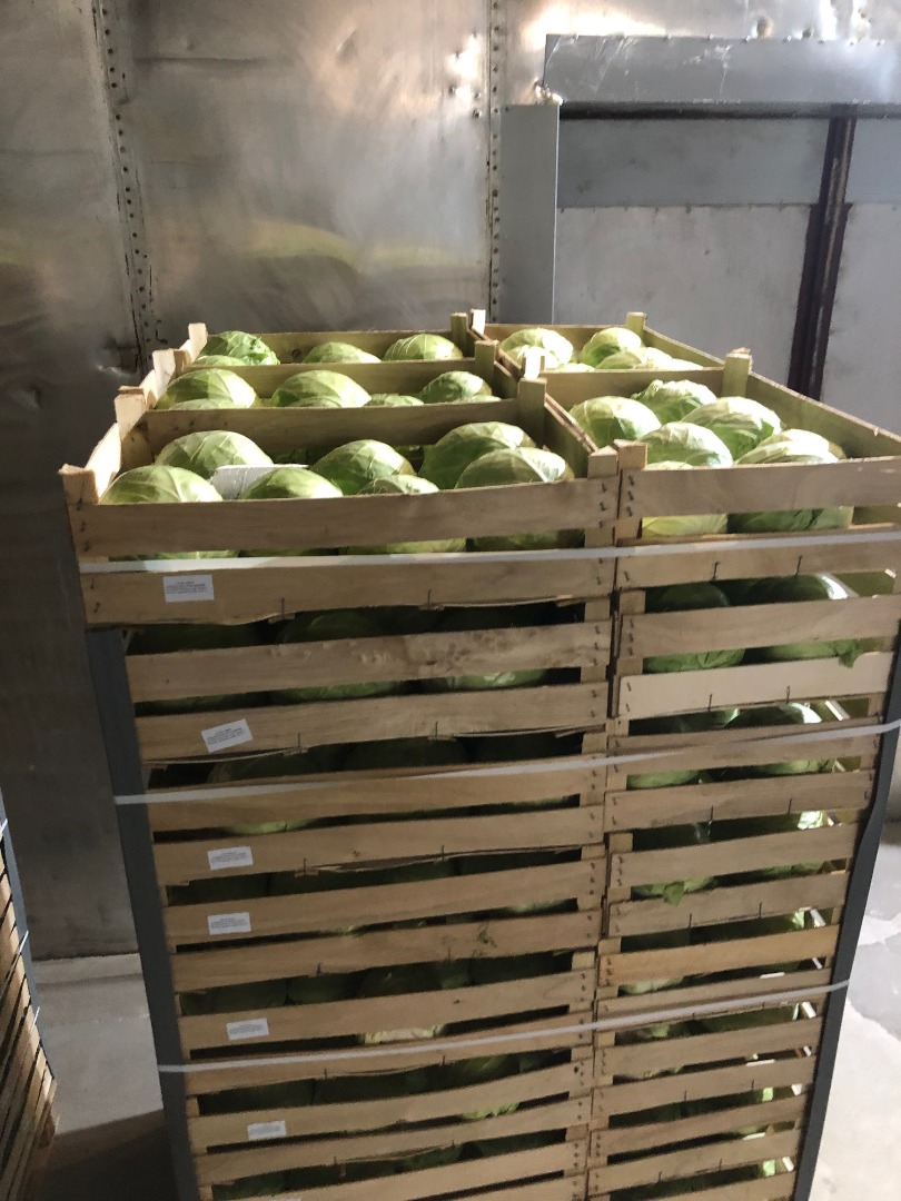 Oferujemy kapustę białą pakowaną w kartony 900 kg