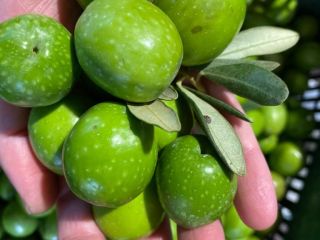 OLIVE DI SICILIA jest producentem wysokiej jakości oliwy z