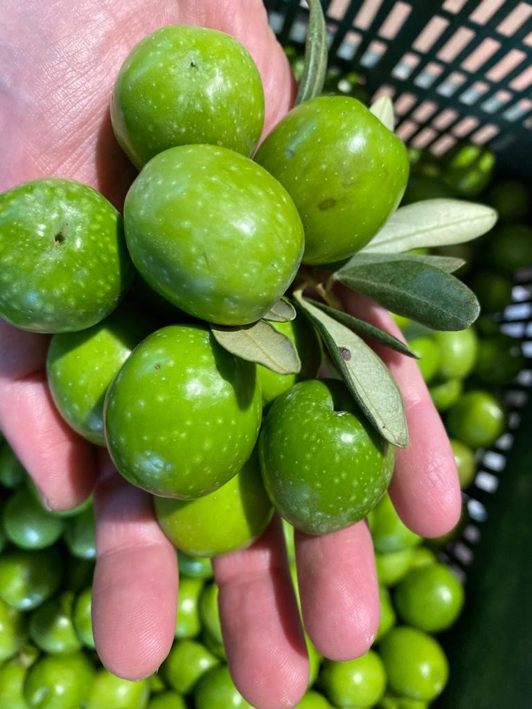 OLIVE DI SICILIA jest producentem wysokiej jakości oliwy z oliwek i oliwek