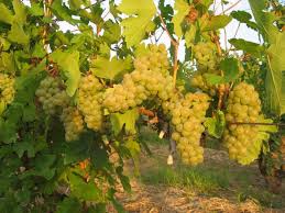 Winogrona na wino riesling, obszar winny DRAGASANI, hrabstwo Valcea