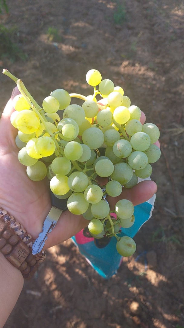 winogrona Ceasla i Feteasca, białe i czarne; Com