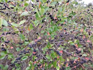 Aronia dostarczana jest świeża. Zbierane są tuż przed dostarczeniem