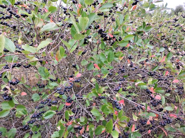 Aronia dostarczana jest świeża