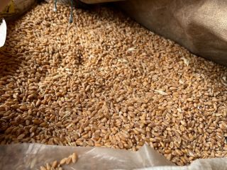 Sprzedam pszenicę najwyższej jakości 100% naturalną Produkcja własna. Więcej