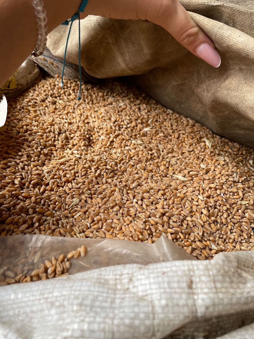Sprzedam pszenicę najwyższej jakości 100% naturalną Produkcja własna