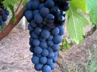 Sprzedam winogrona primitivo i sangiovese, okolice Gioia del Colle,