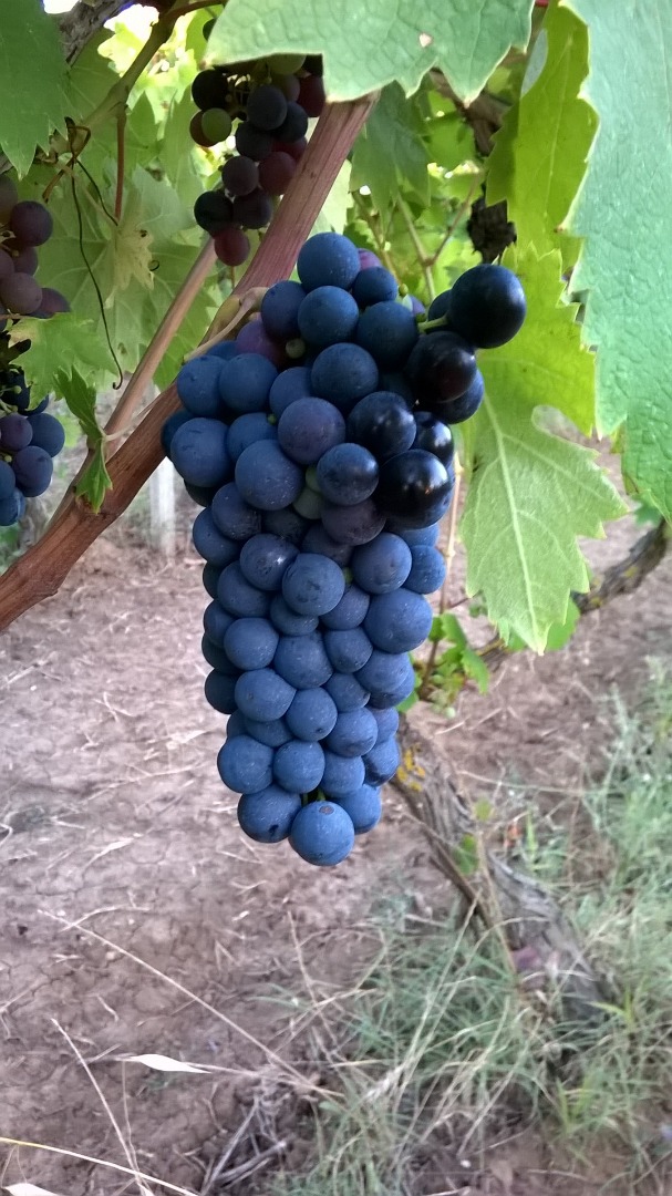 Sprzedam winogrona primitivo i sangiovese, okolice Gioia del Colle, Bari Puglia, Włochy Primitivo gatunek babo 24°
