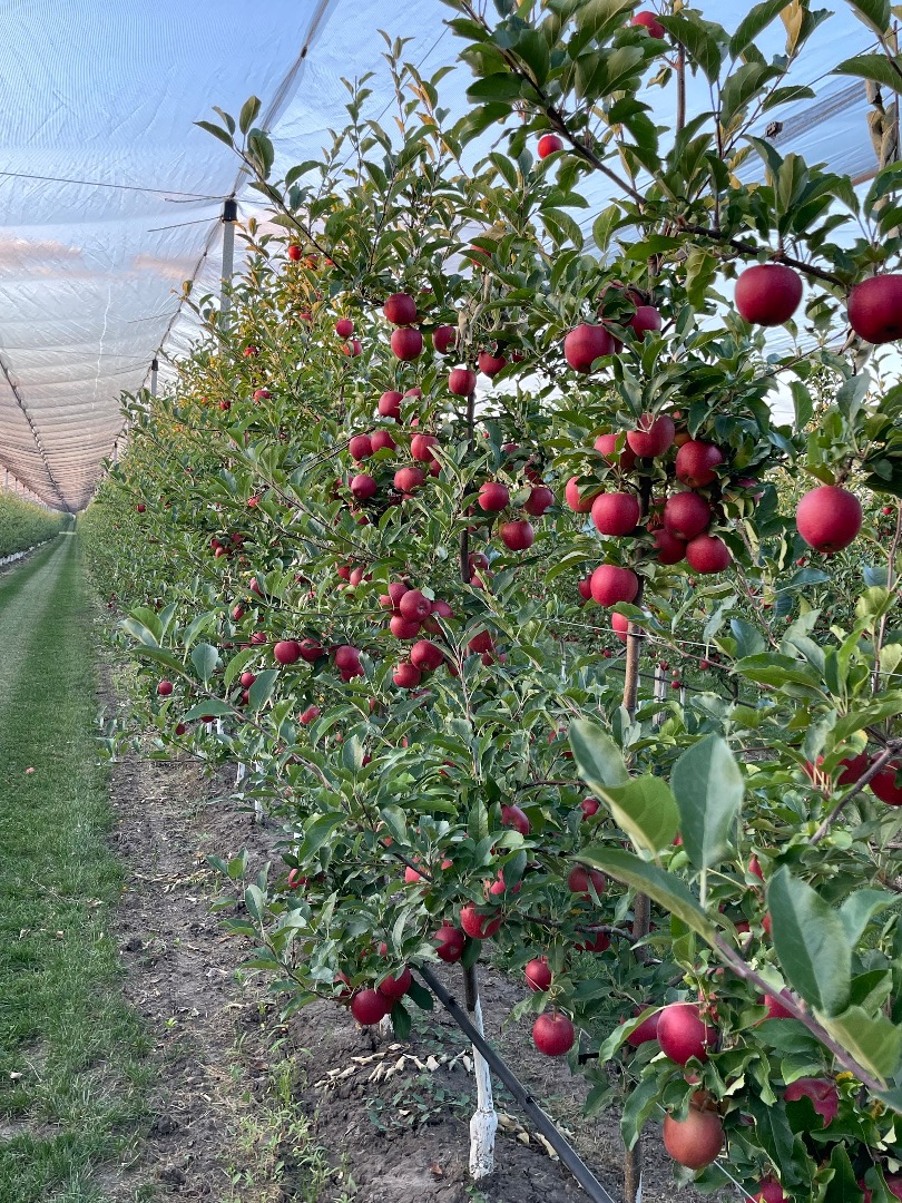 Posiadamy 27 odmian jabłek, łącznie mamy 2500 ton jabłek