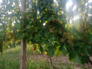 Sprzedają winogrona na wino, królewską feteasca, z obszaru słynącego