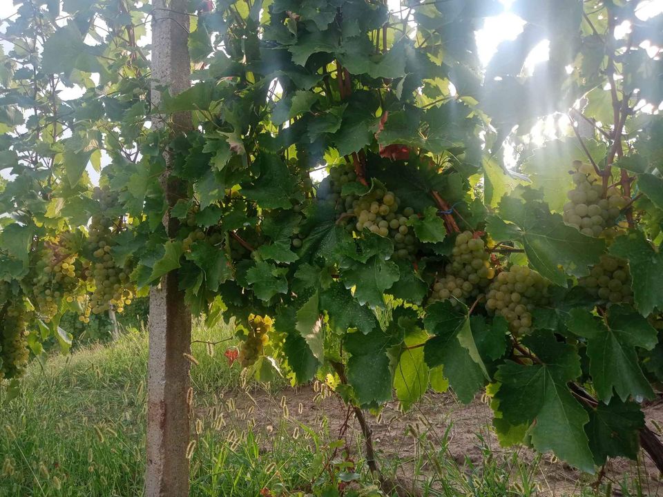 Sprzedają winogrona na wino, królewską feteasca, z obszaru słynącego z jakości wina i winogron, czyli Wzgórz Dragasan
