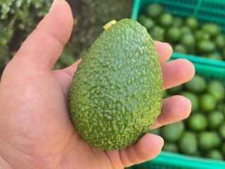 Cześć. Jesteśmy firmą z własną produkcją awokado w Tanzanii.