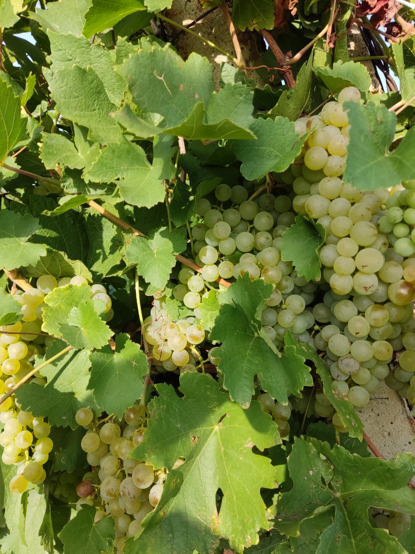 Sprzedam winogrona winiarskie odmiany Feteasca regala i alba