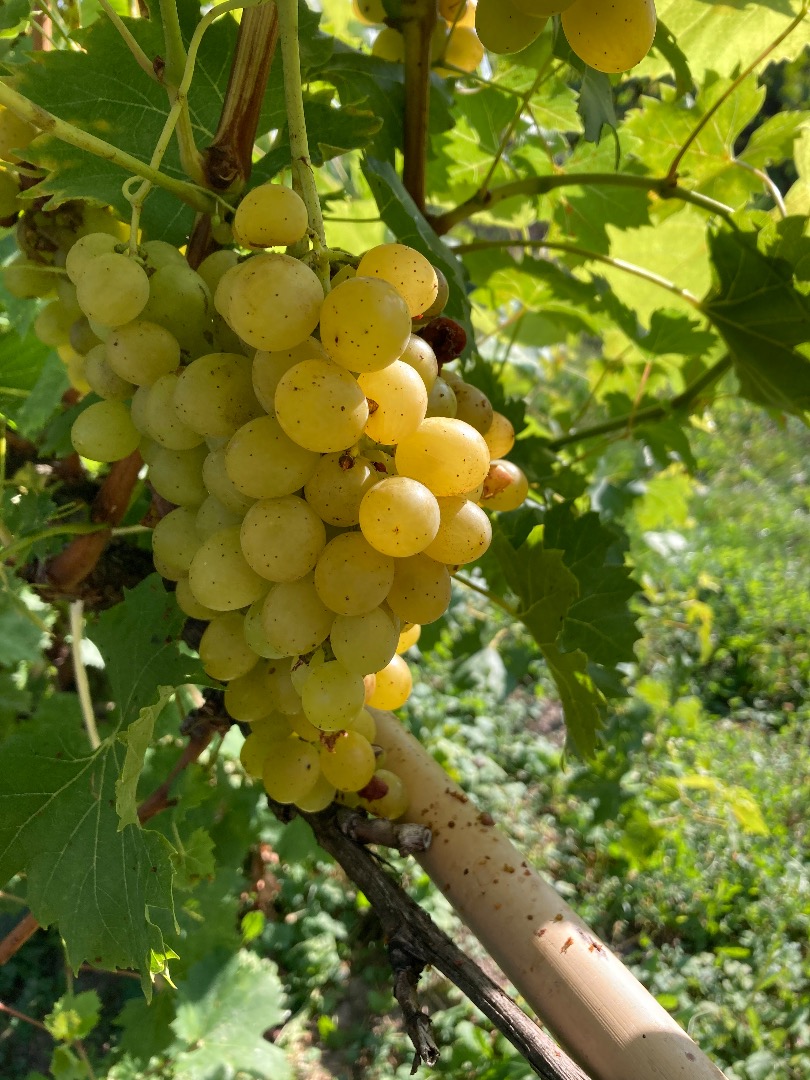 Sprzedam bardzo dobrej jakości winogron w dużych ilościach