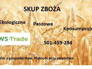 Kupię kukurydze, łubin, owies, groch i inne zboża. Ekologiczne,