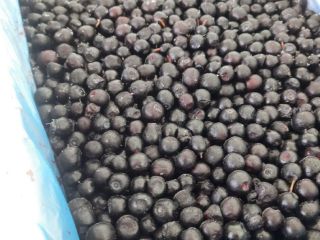 E-czyszczenie dzikich jagód (jagoda leśna) HACCP Są też borówki