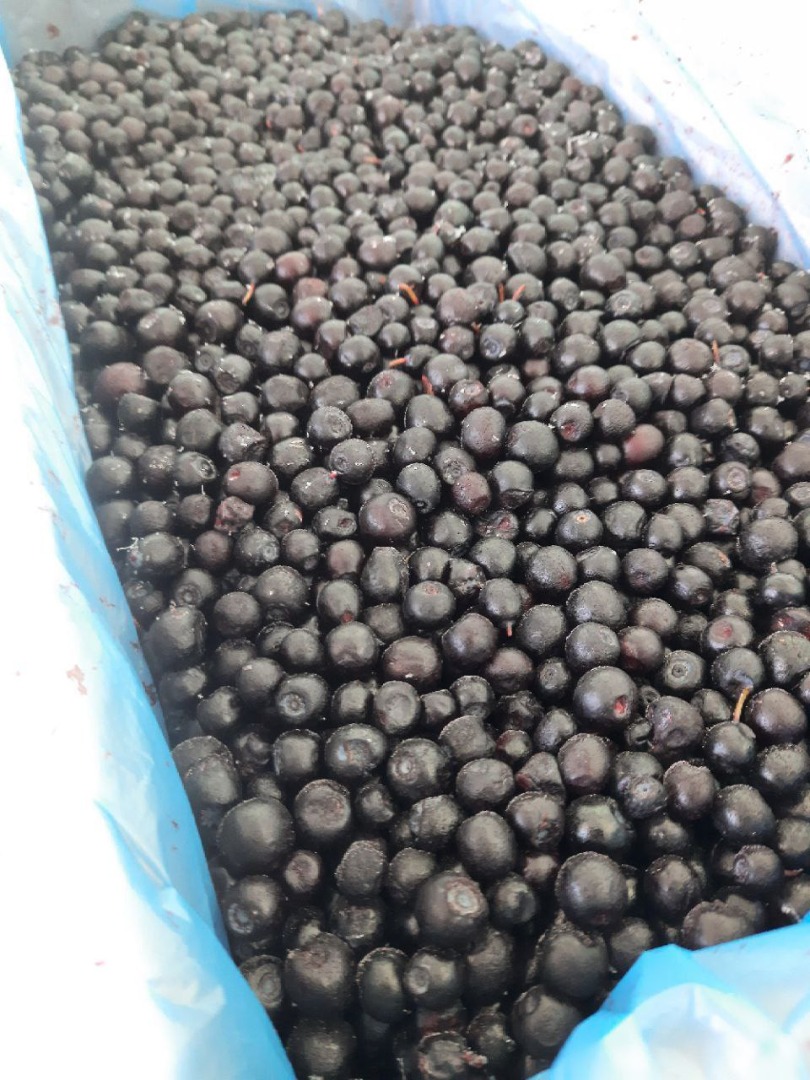 E-czyszczenie dzikich jagód (jagoda leśna) HACCP Są też borówki brusznicy i dzika żurawina Cena bez VAT Telegram/whatsapp