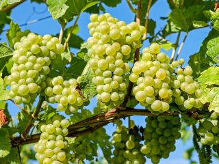 Sprzedam winogrona stołowe i do wina wyprodukowane w 2022