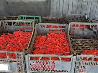 Sprzedam maliny ekologiczne, bez zabiegów, bez nawozu uprawiane na