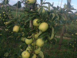 Sprzedam gala schniga ok 150 t Golden delicious 100