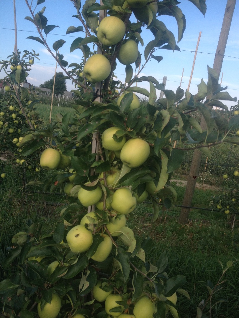 Sprzedam gala schniga ok 150 t Golden delicious 100 t Red cap i inne
