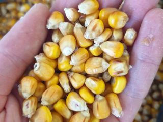 AGRO z Ukrainy, blisko granicy Polski. Logistykę liczymy osobno