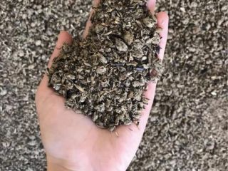 SROT SUNFLOWER pakowany: worki 40kg lub 1 do big
