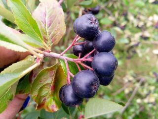 Aronia Ekologiczna z certyfikatem