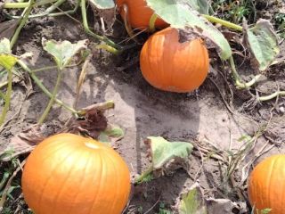 Sprzedam dynie typu Halloween. Odmiany Gomez, Spitfire, Racer premium,