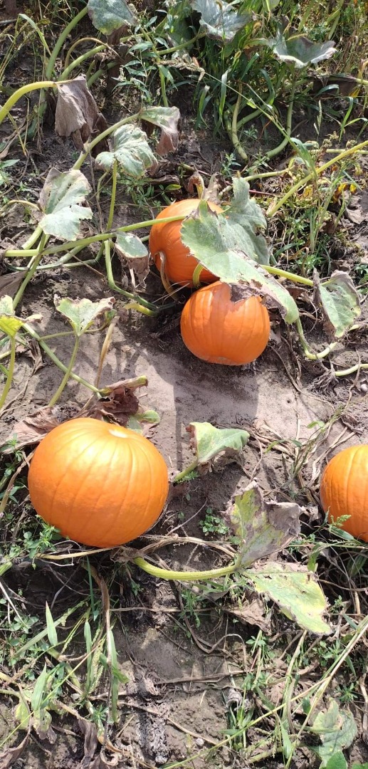 Sprzedam dynie typu Halloween
