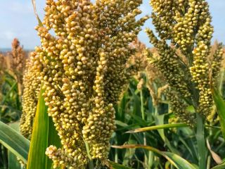 czerwone sorgo