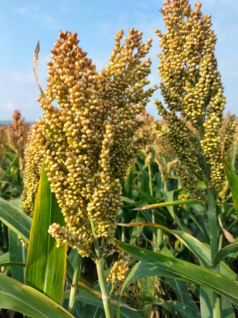 czerwone sorgo