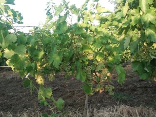 Sprzedaż winogron Feteasca regala, Galbena de Odobesti i Ciasla