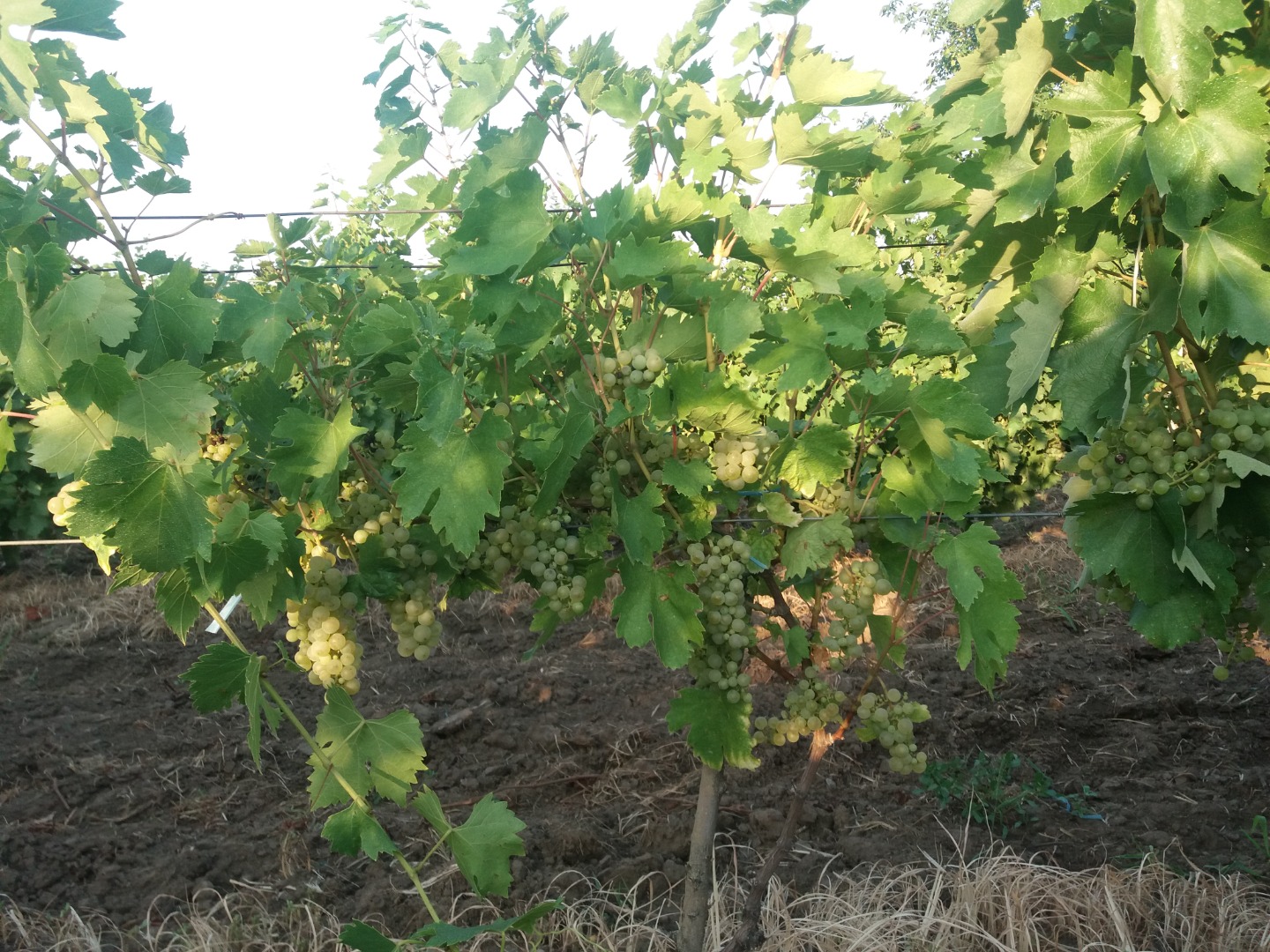 Sprzedaż winogron Feteasca regala, Galbena de Odobesti i Ciasla - Panciu-Vrancea, dystrykt Satu Nou