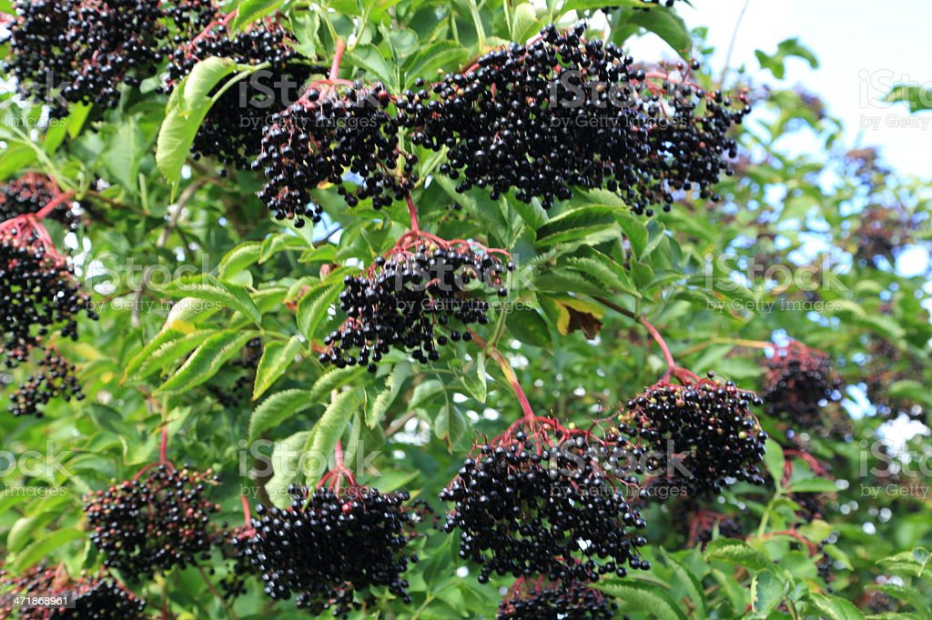 Proponuję bez czarny z Ukrainy w dużych ilościach ( 10 - 20 ton )
