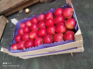 Dzień dobry. Sprzedam jabłko Gala, na export. Pakowane w