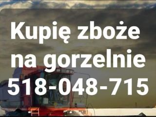 Skup zboża każdej jakości zanieczyszczone wilgotne niepełnowartościowe porażone z