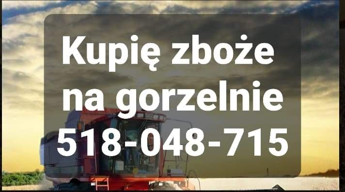 Skup zboża każdej jakości zanieczyszczone wilgotne niepełnowartościowe porażone z zapachem i robakem