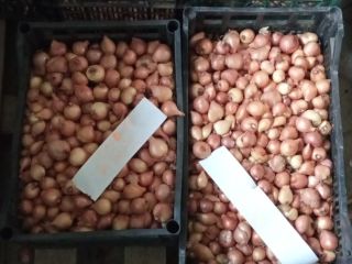 Cebula naturalnie uprawiana nienawadniana bardzo słodka