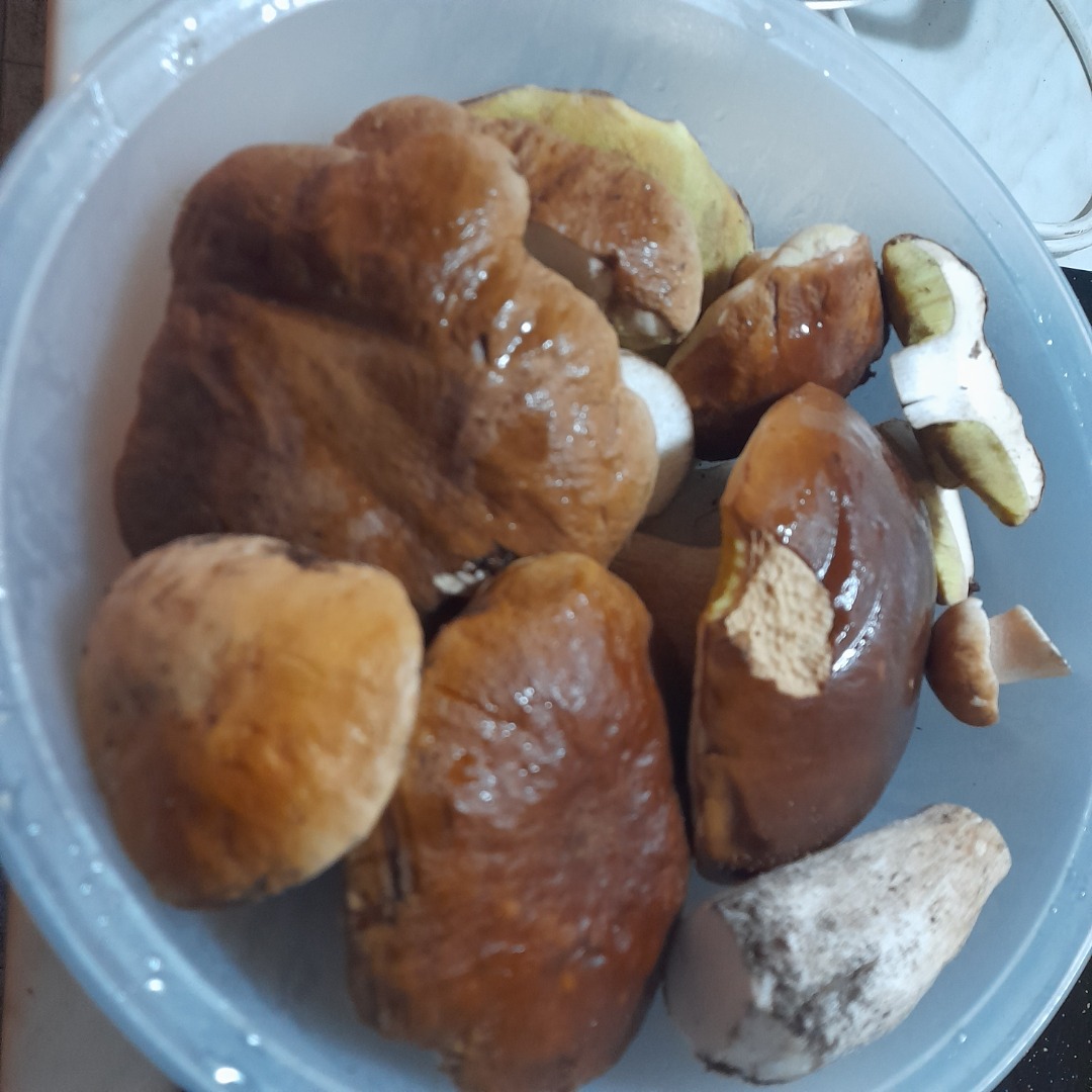 Świeże borowiki..