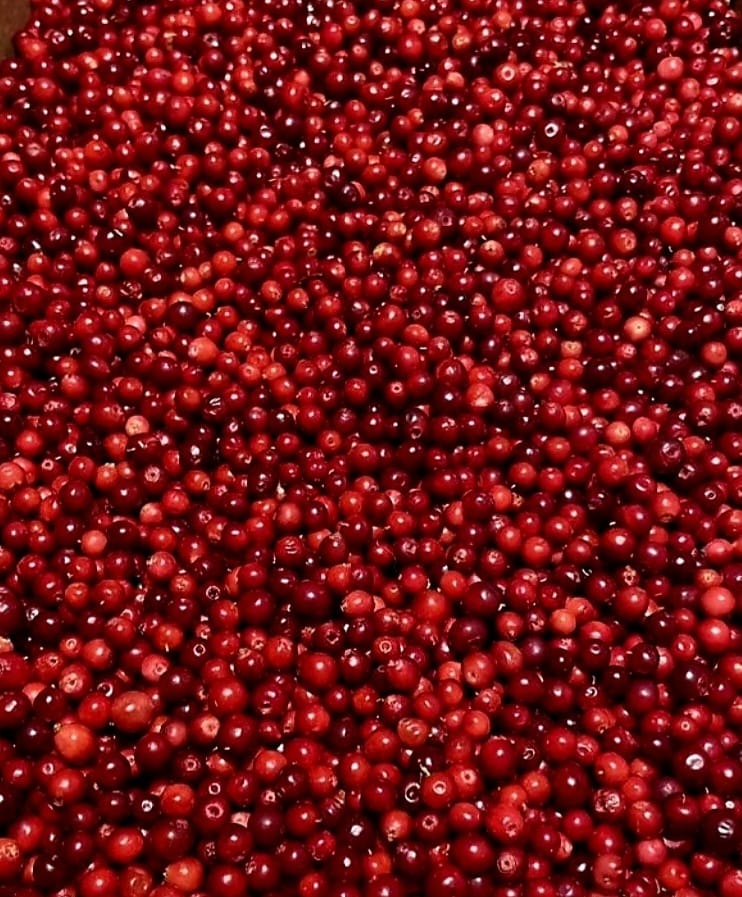 2022 uprawa mrożone opakowanie z jagodami 20 plastikowych torebek / świeżych jagód 5kg pudełko kartonowe Pochodzenie: Finlandia