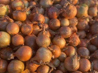 Sprzedam ładna, suchą cebule. Około 40 ton.Możliwość zaworkowania bądź