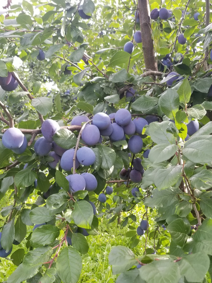 Sprzedam około 10 ton śliwy Top Hit,towar ładny z nalotem bez robaka istnieje możliwość zerwania w dowolne opakowanie,cena do negocjacji