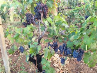 Sprzedam luzem winogrona na wino czarne jagodowe, odmiany NEGROAMARO