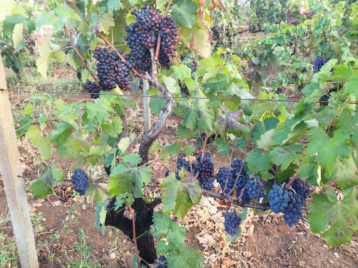 Sprzedam luzem winogrona na wino czarne jagodowe, odmiany NEGROAMARO i MALVASIA IGT, około 200q równomiernie rozłożone