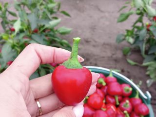 Papryczka czereśniowa,idealna do nadziewania np.serkiem,do słoików na zimę,sałatek. Sprzedaż