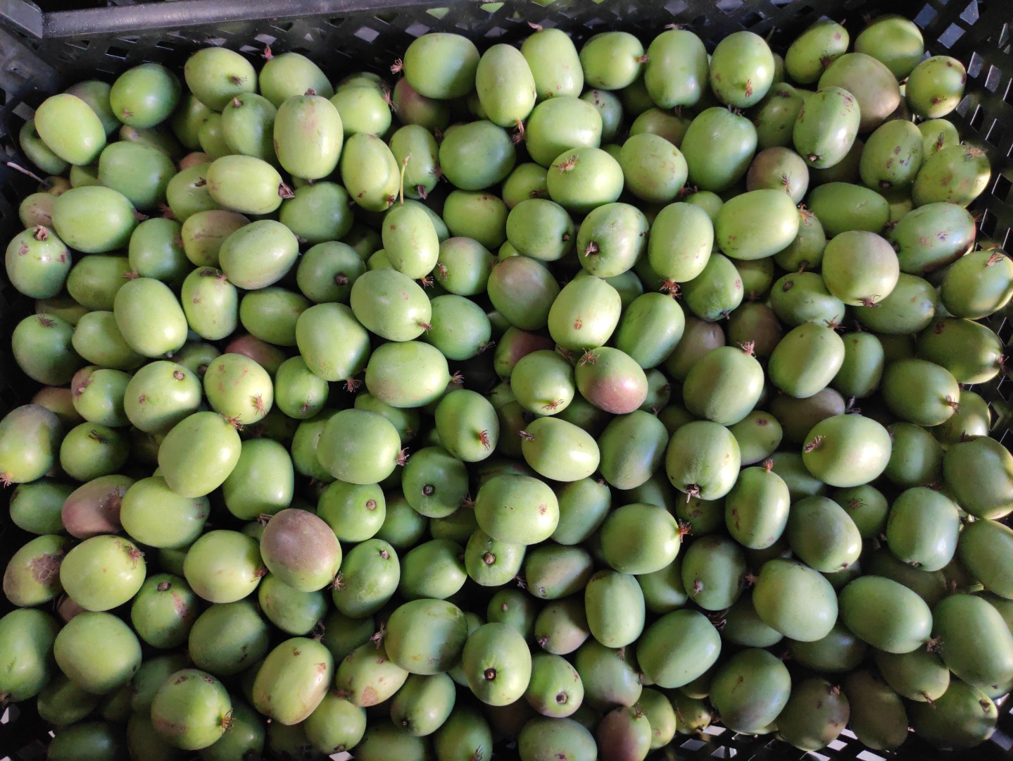 Sprzedam polskie owoce mini kiwi